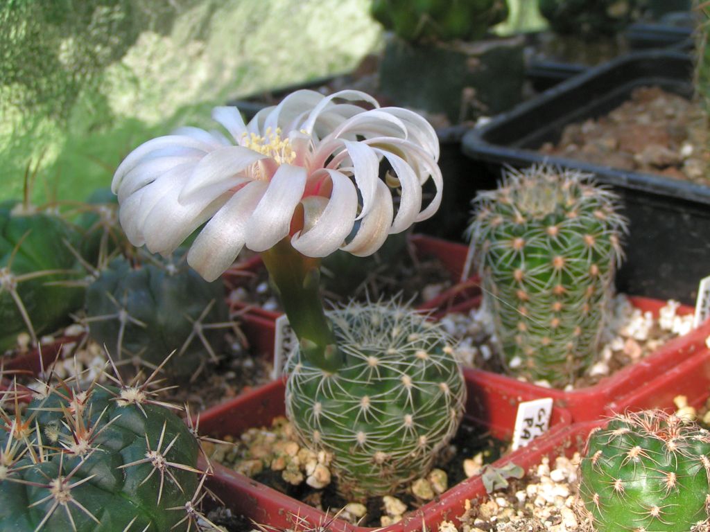 Gymnocalycium papschii VS 16